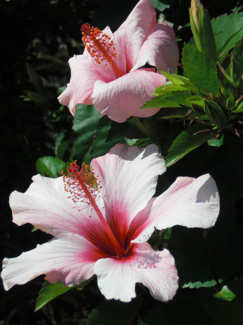 Hibiskus