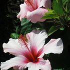 Hibiskus