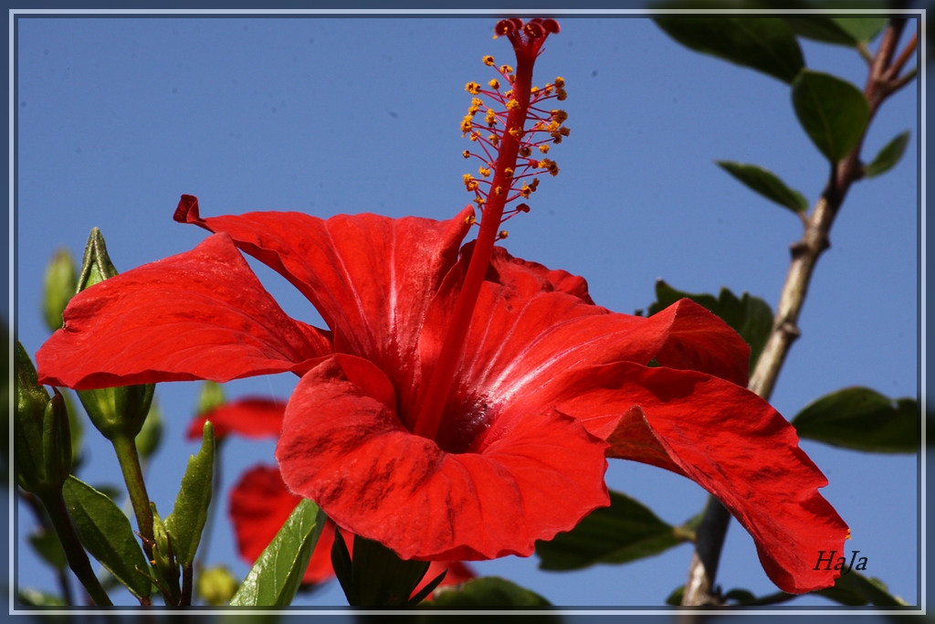 Hibiskus