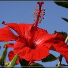 Hibiskus