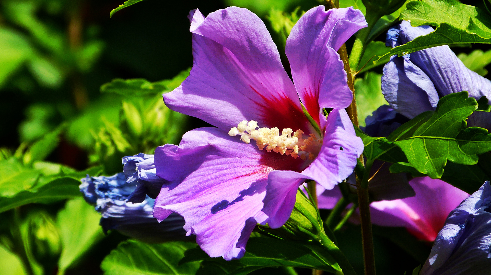 Hibiskus Foto & Bild pflanzen, pilze & flechten, landschaft, blüten