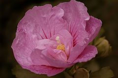 hibiskus