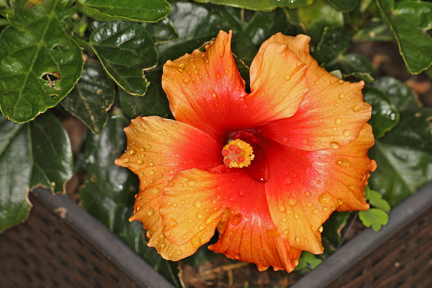 Hibiskus