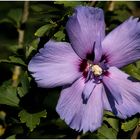 Hibiskus