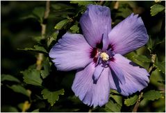 Hibiskus