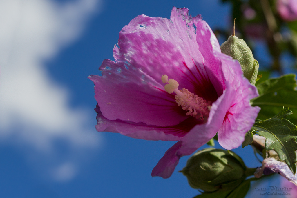 Hibiskus