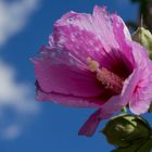 Hibiskus