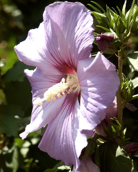 Hibiskus