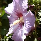 Hibiskus