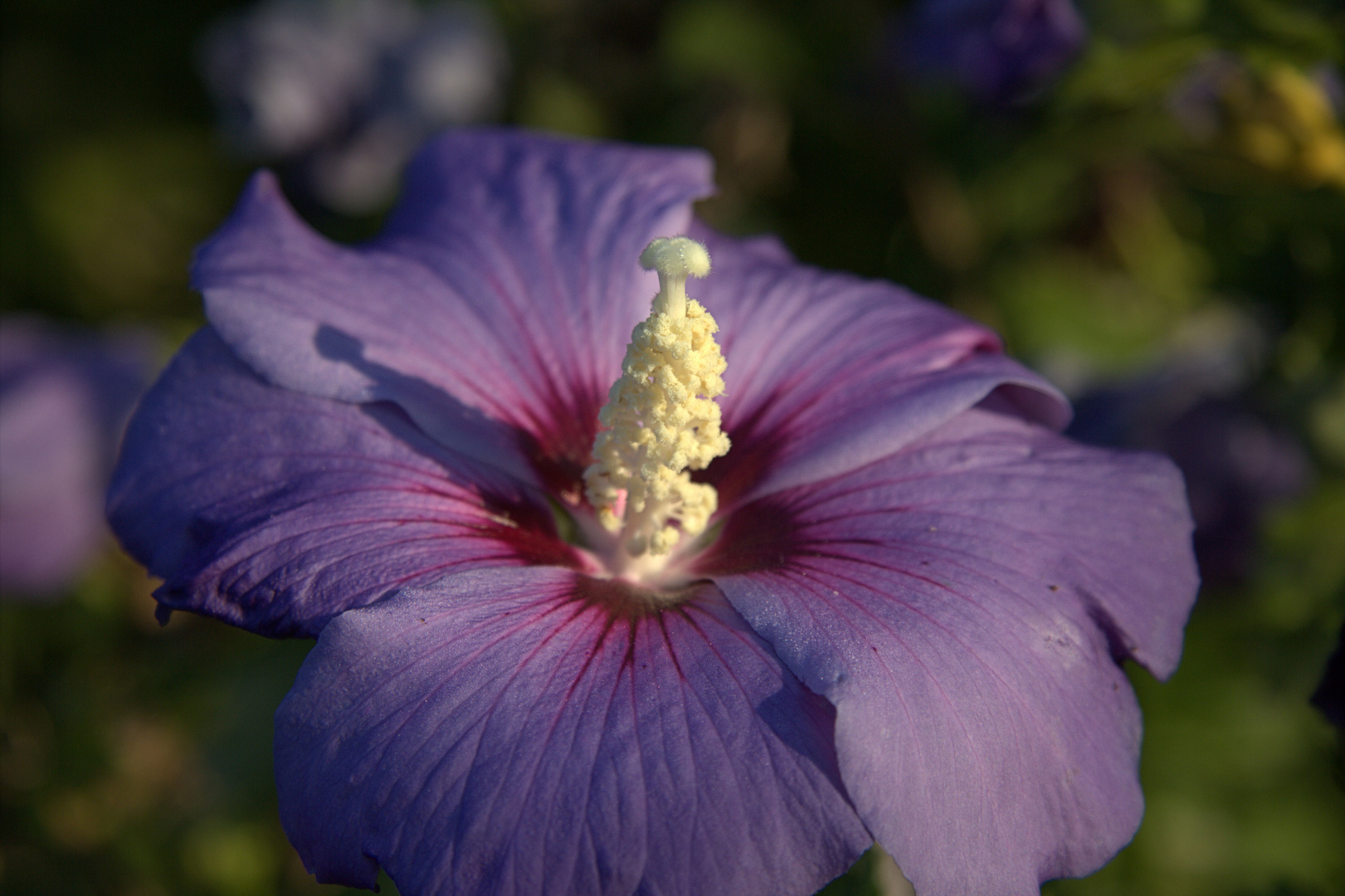 Hibiskus