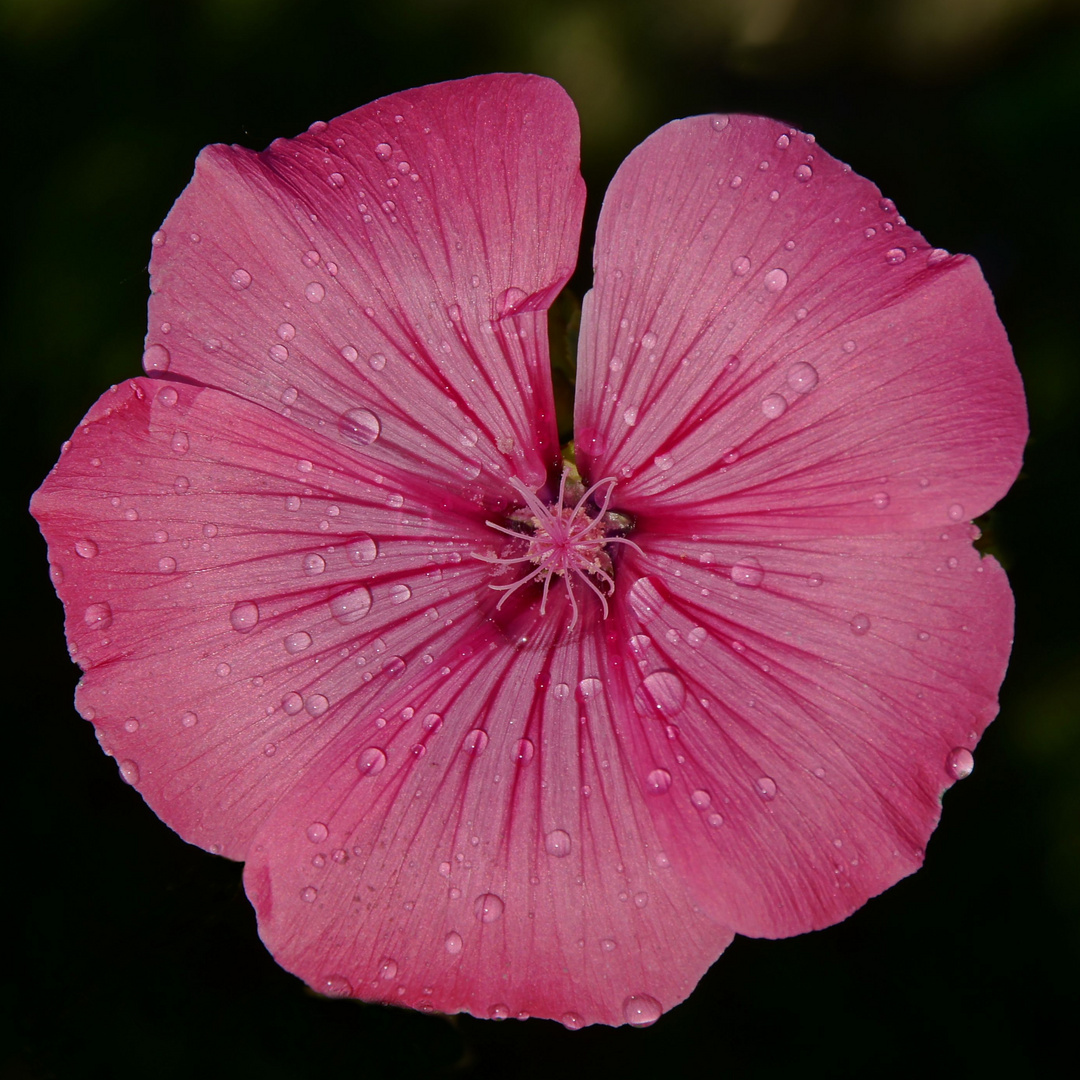 Hibiskus