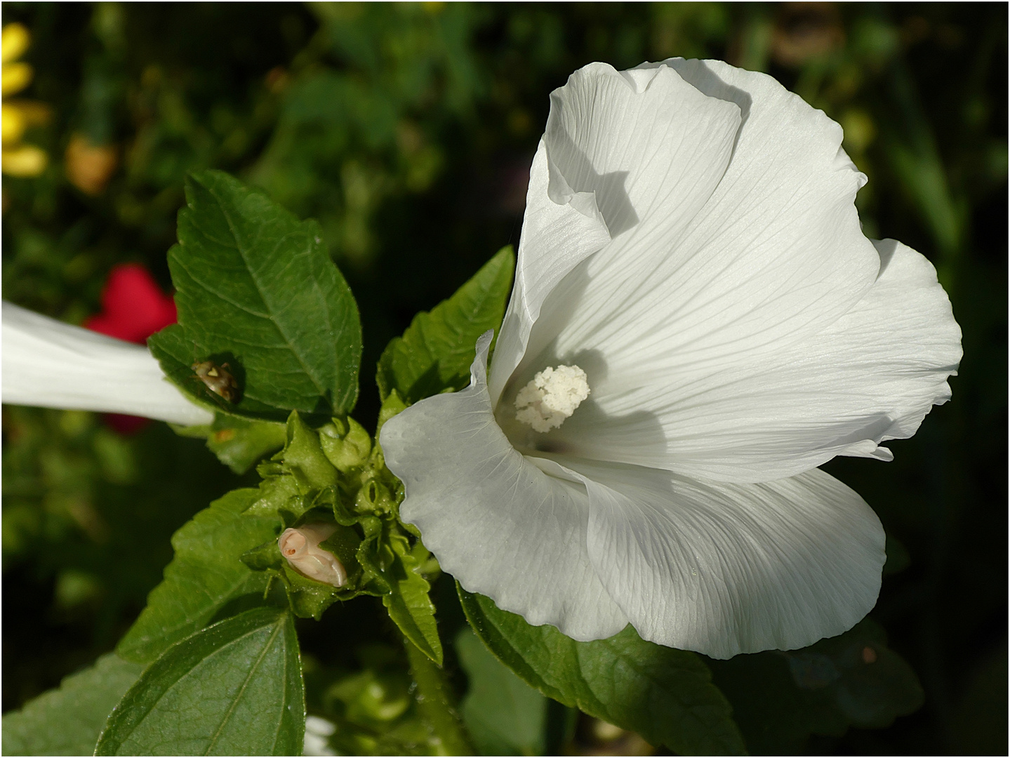 Hibiskus