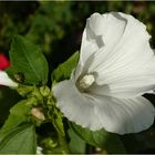 Hibiskus