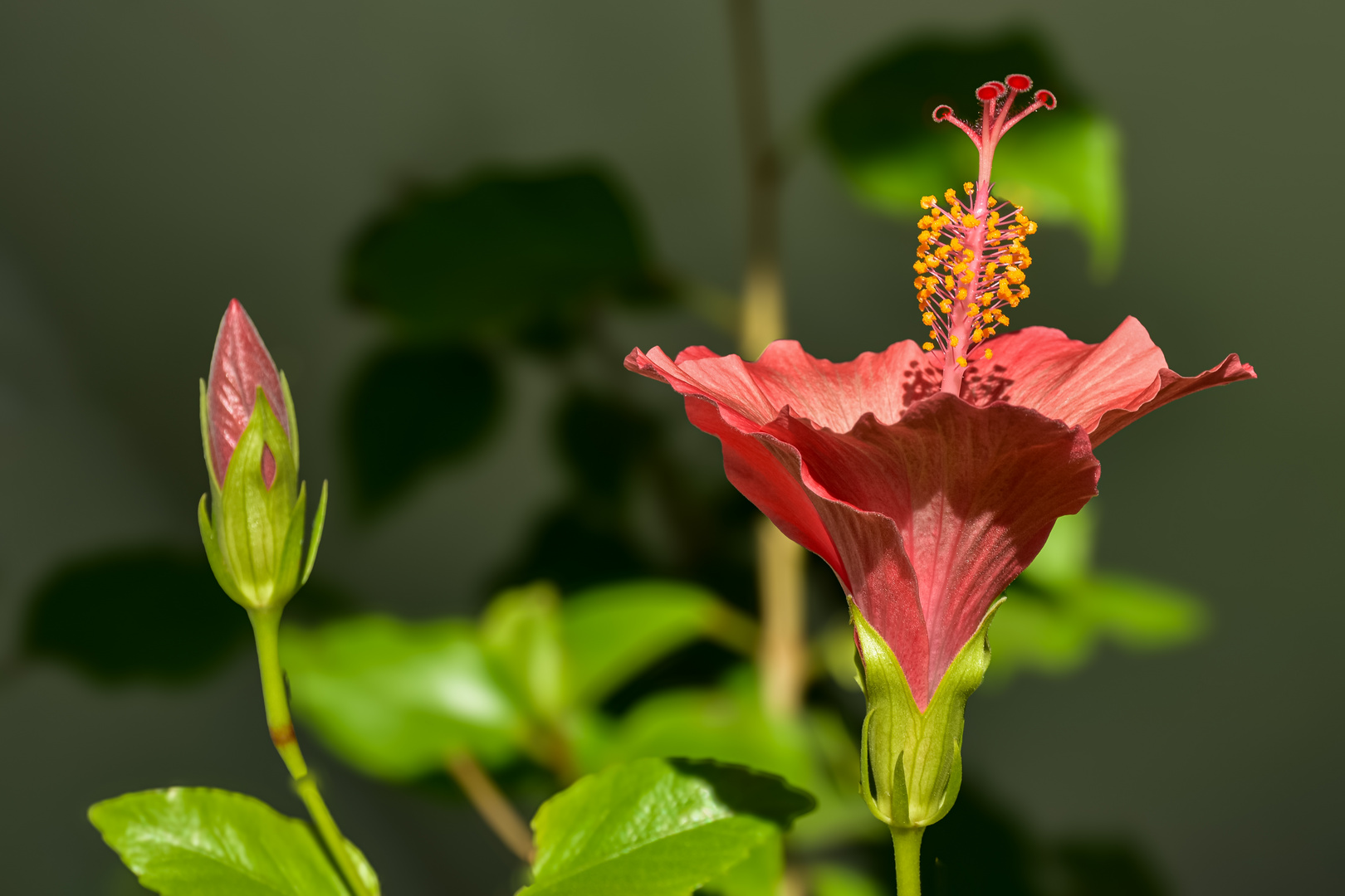 Hibiskus