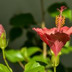 Hibiskus