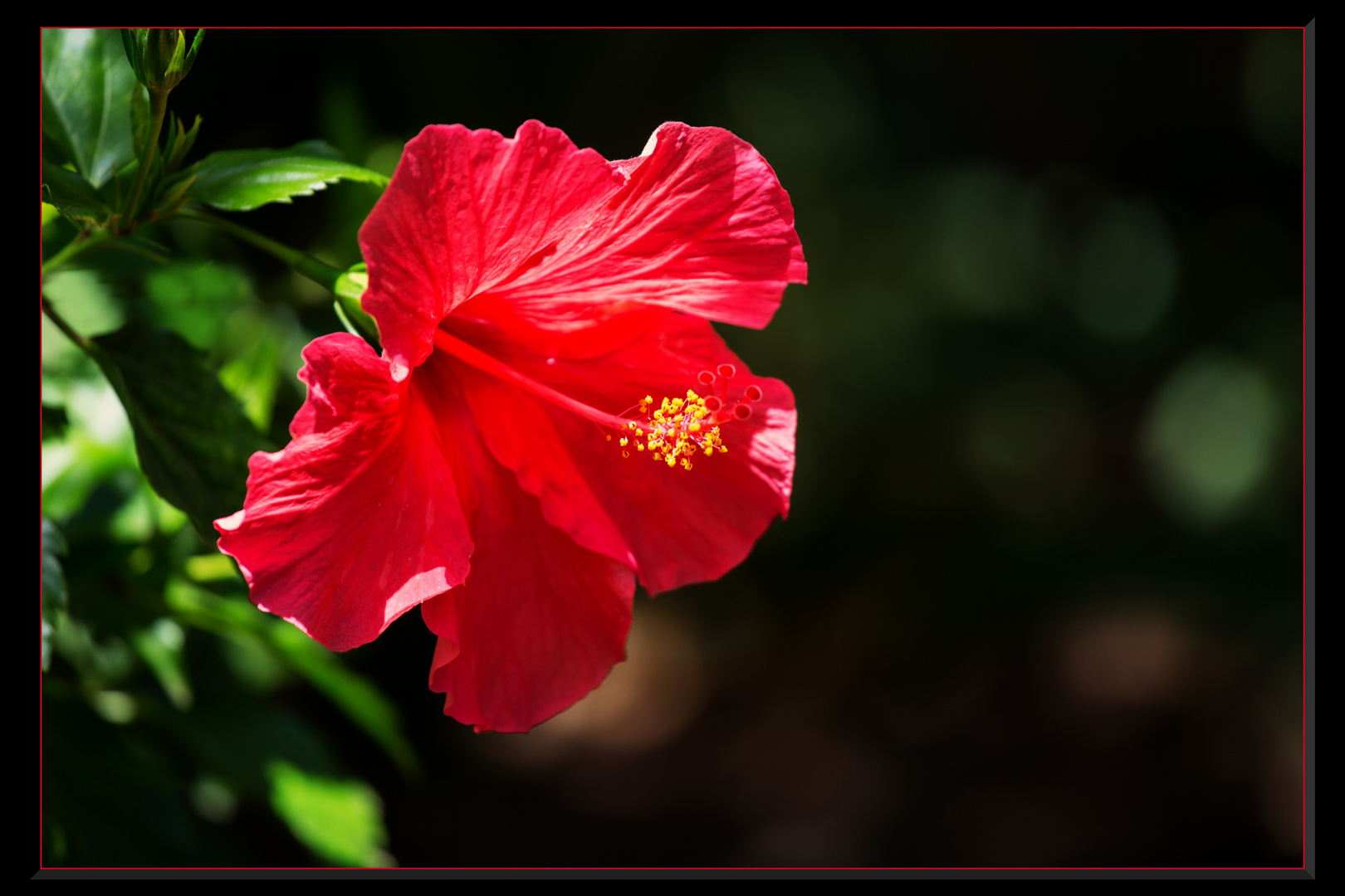 Hibiskus