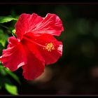 Hibiskus