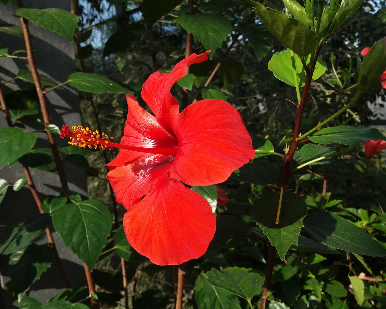 Hibiskus