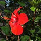 Hibiskus