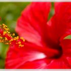 Hibiskus