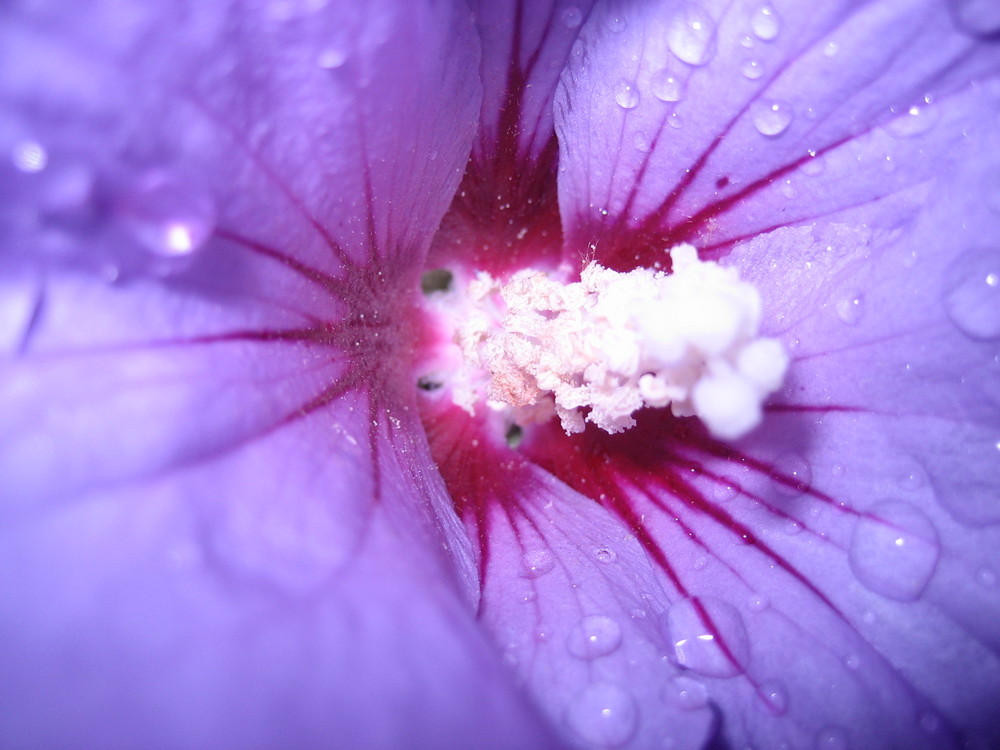 Hibiskus 3