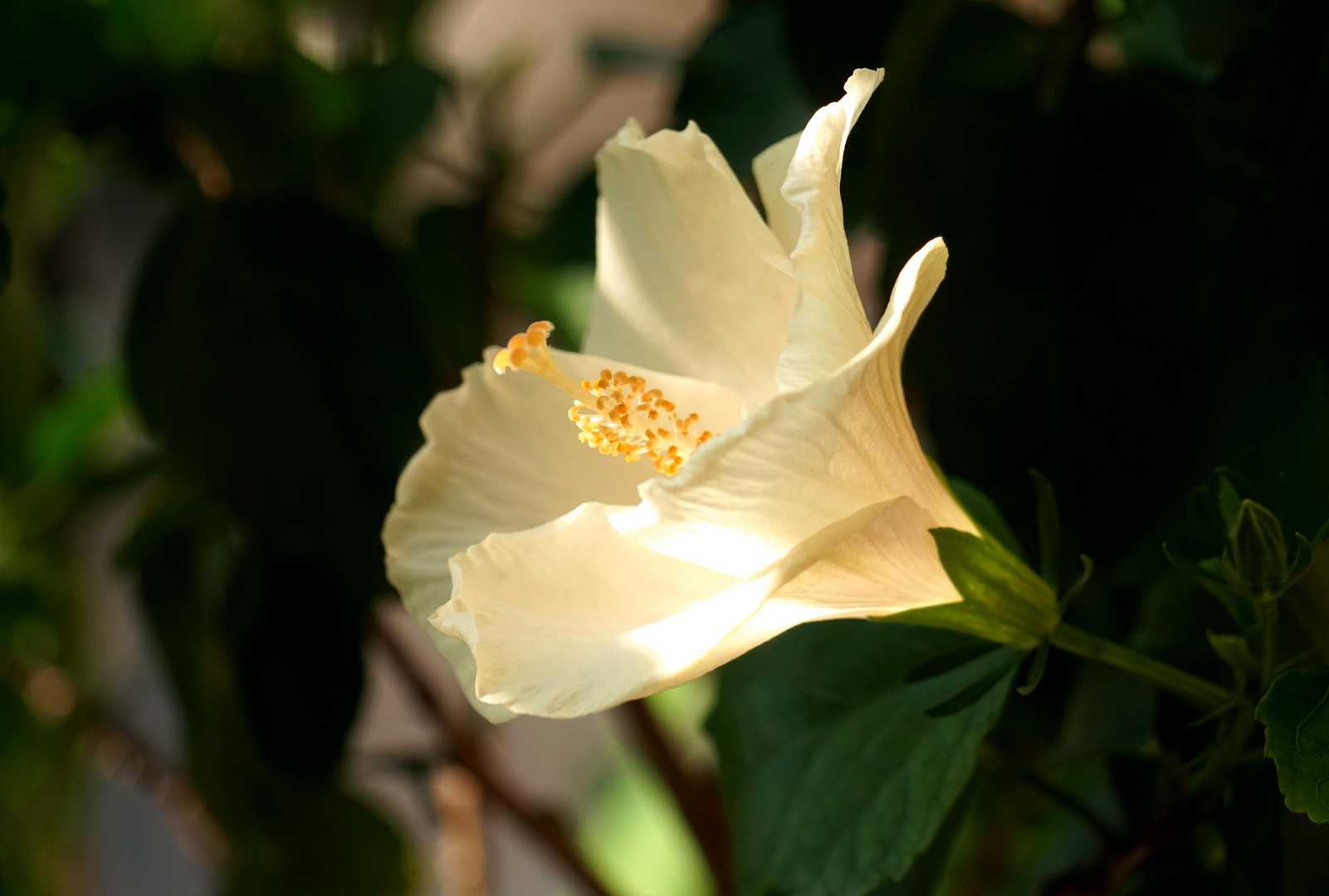 Hibiskus  3