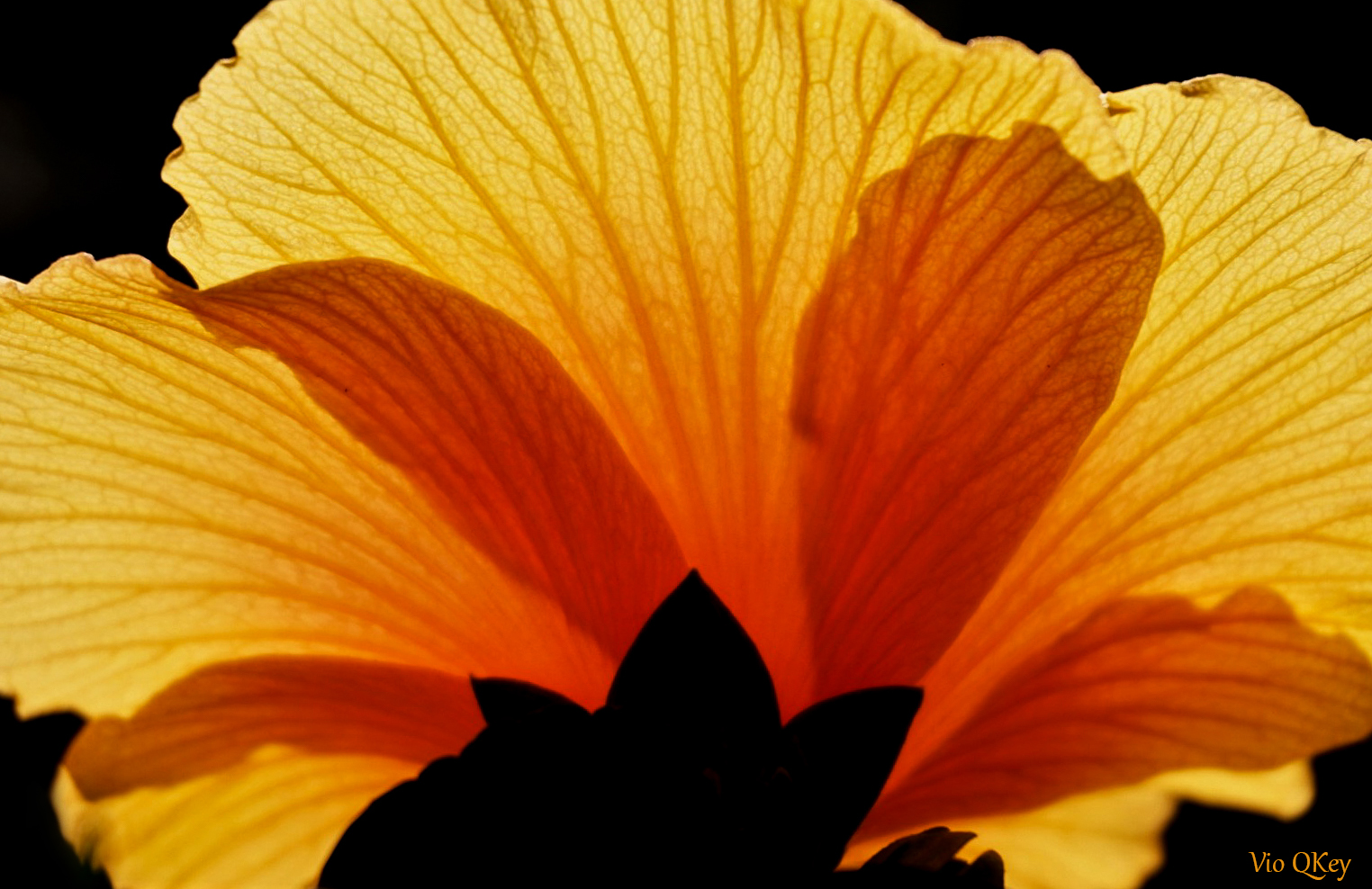 Hibiskus 3