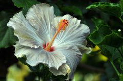 Hibiskus 3