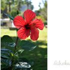 Hibiskus (3)