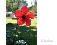 Hibiskus (3)