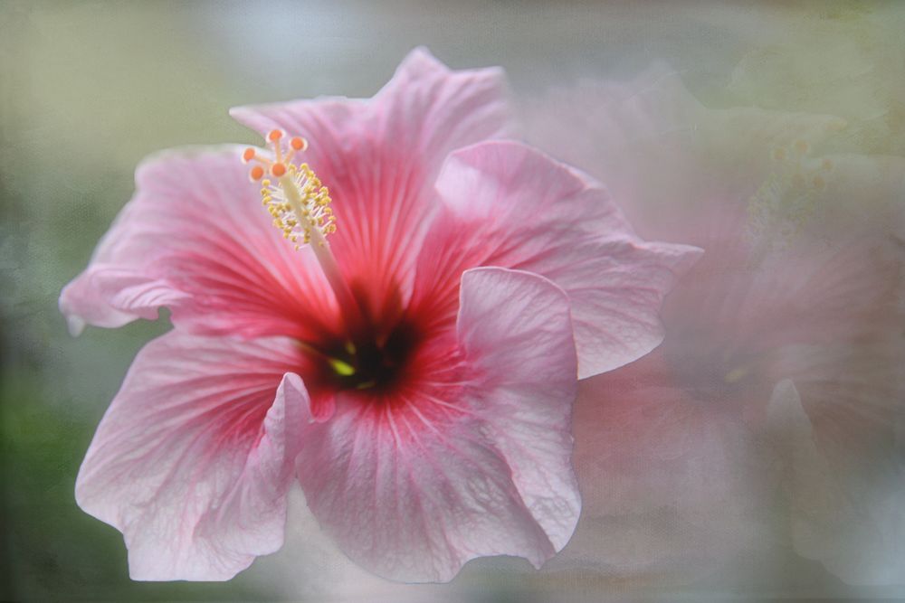 Hibiskus-3