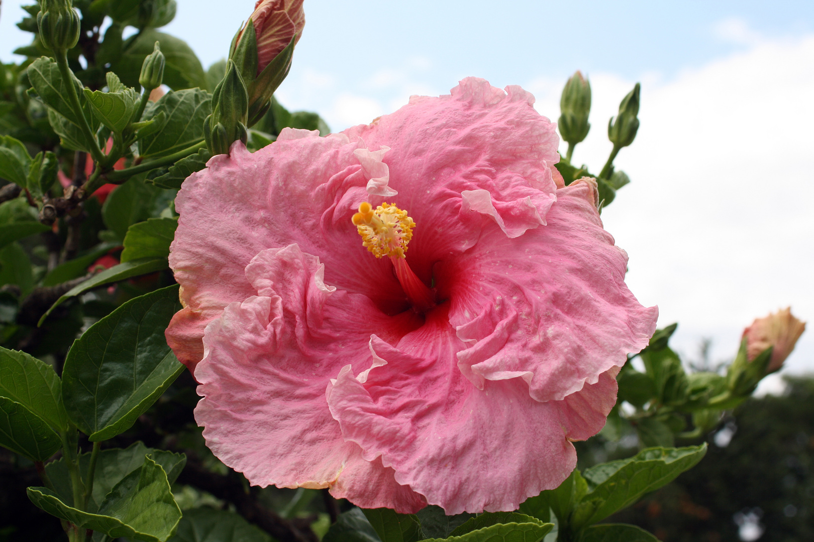 Hibiskus 3