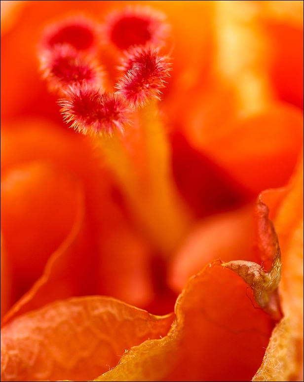 Hibiskus