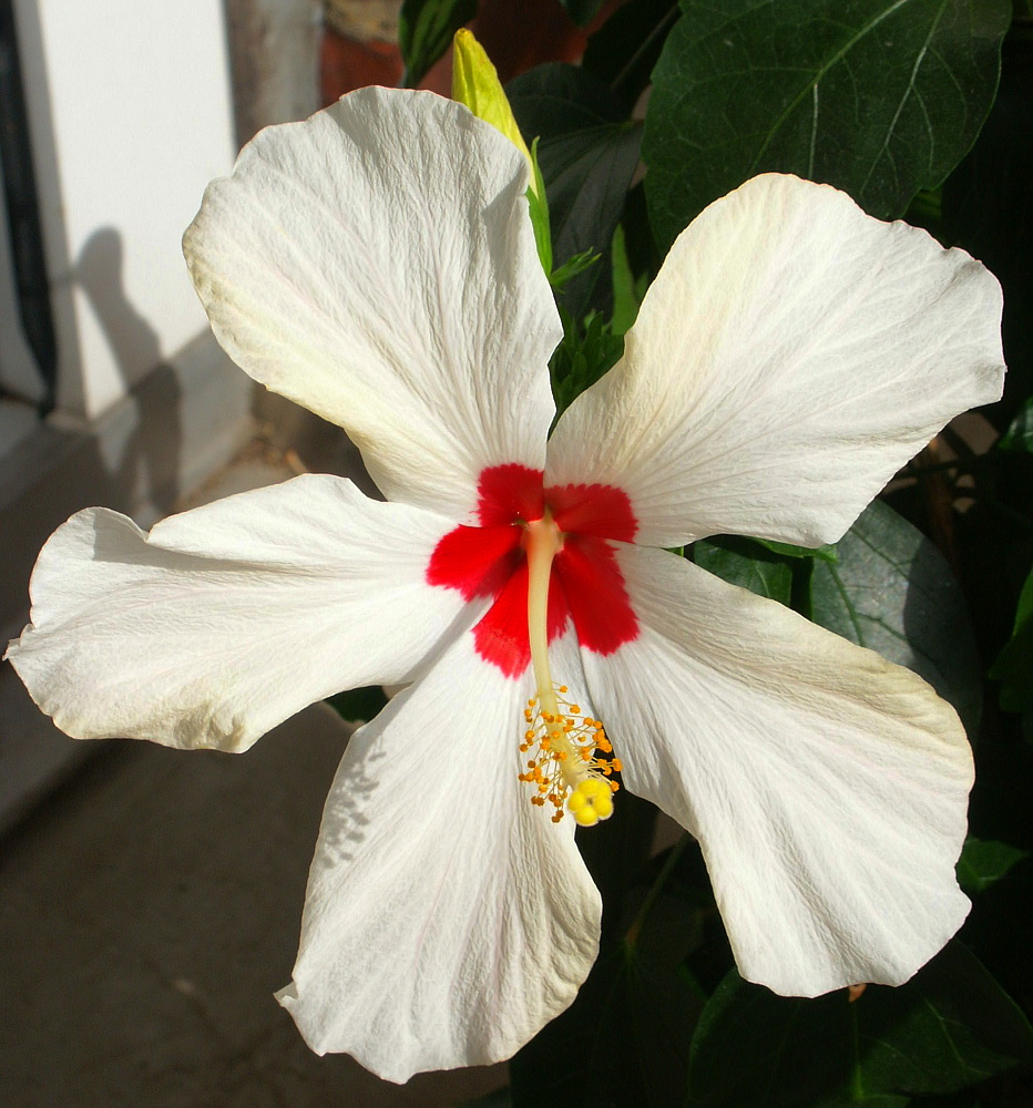 Hibiskus