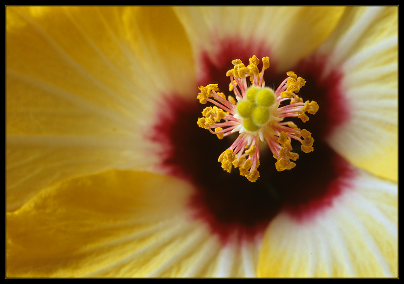 Hibiskus