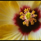 Hibiskus