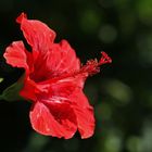 Hibiskus