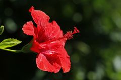 Hibiskus