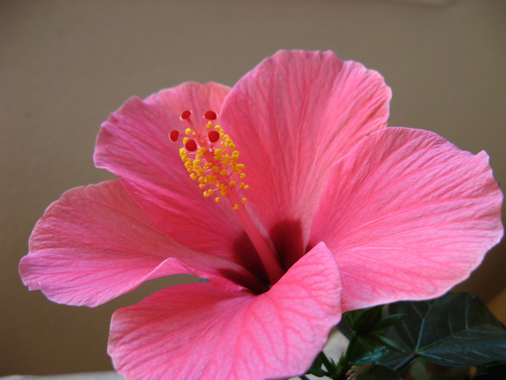 Hibiskus