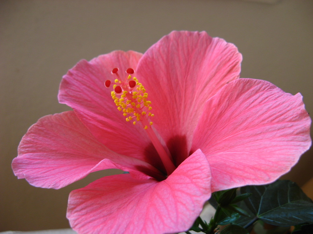 Hibiskus Foto & Bild pflanzen, pilze & flechten, zimmerpflanzen