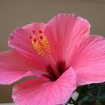 Hibiskus