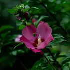 Hibiskus