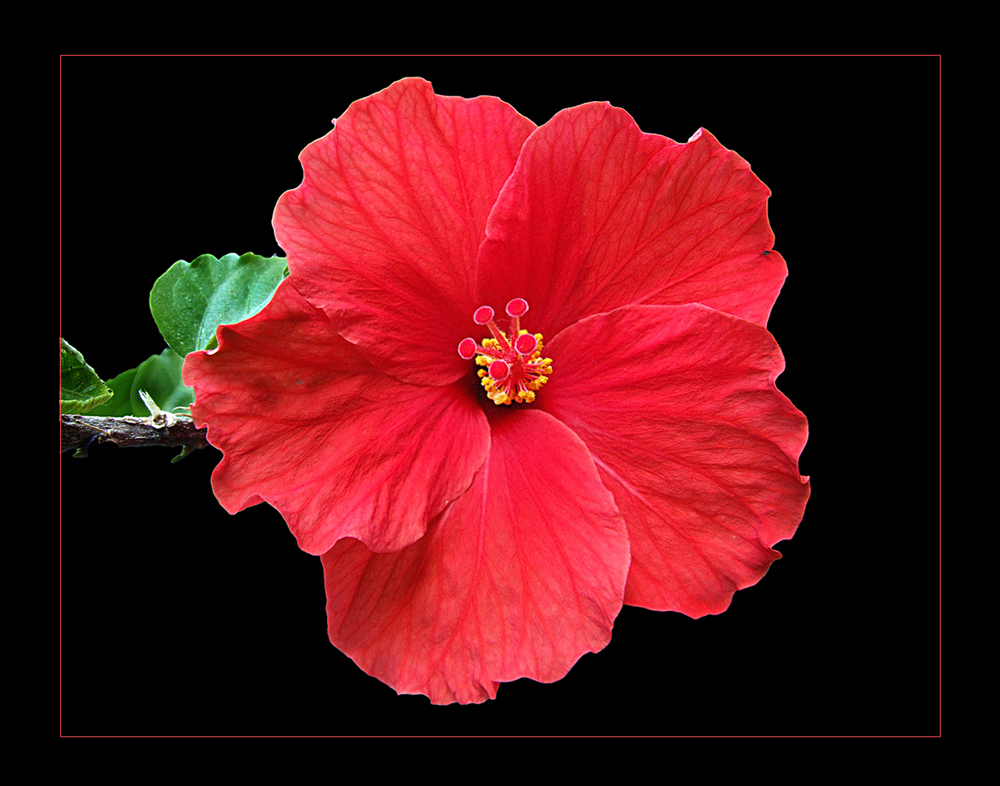 Hibiskus