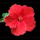 Hibiskus