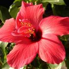 Hibiskus