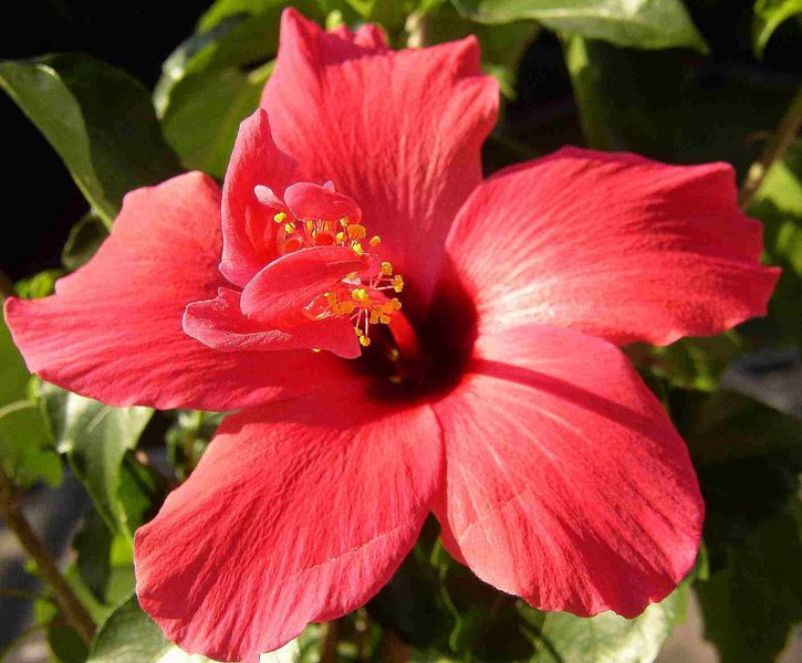 Hibiskus