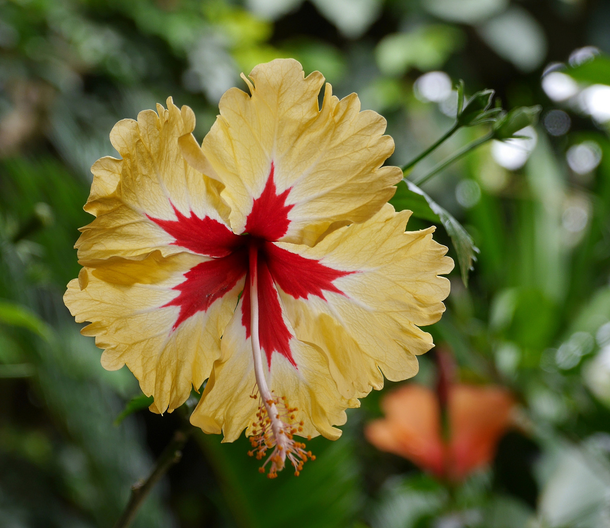 Hibiskus Foto & Bild pflanzen, pilze & flechten, sträucher