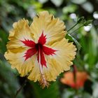 Hibiskus