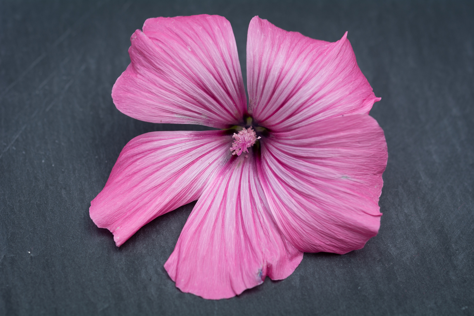 Hibiskus 