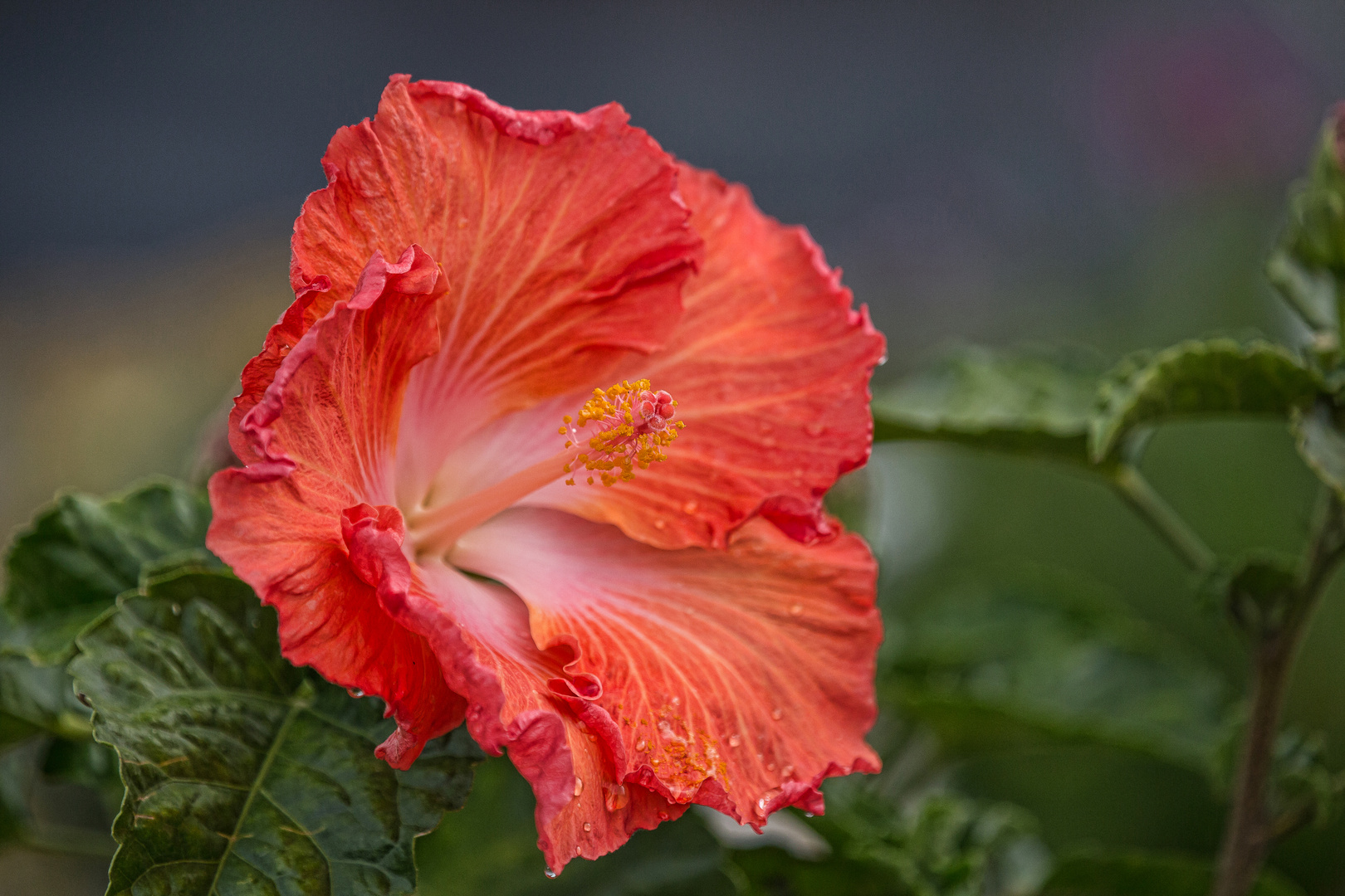 Hibiskus